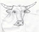 bull_drawing